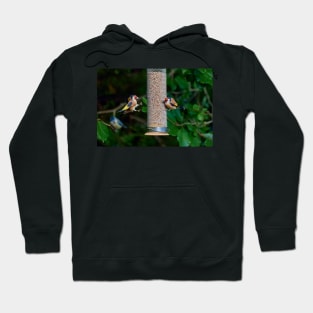 Squabbling Goldfinches Hoodie